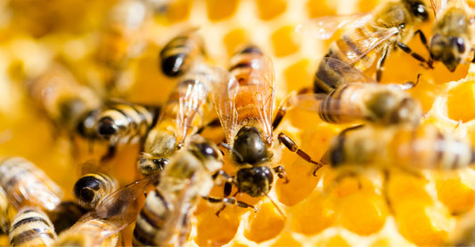 The Benefits of Honey for Your Health and Wellness