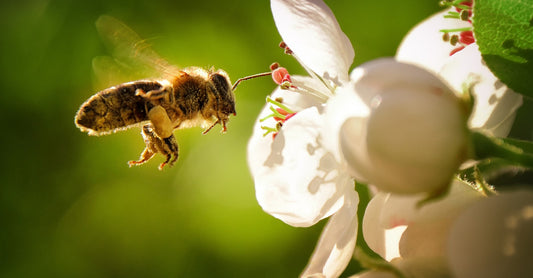 The Best Plants to Grow to Attract Bees to Your Garden