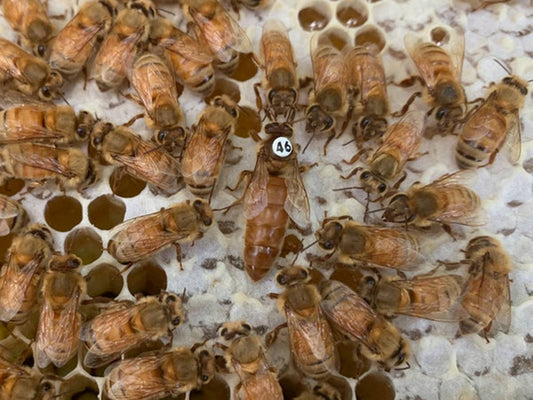 40 Facts about Queen Bees