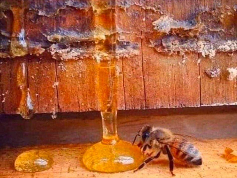What a Honeybees life produces!