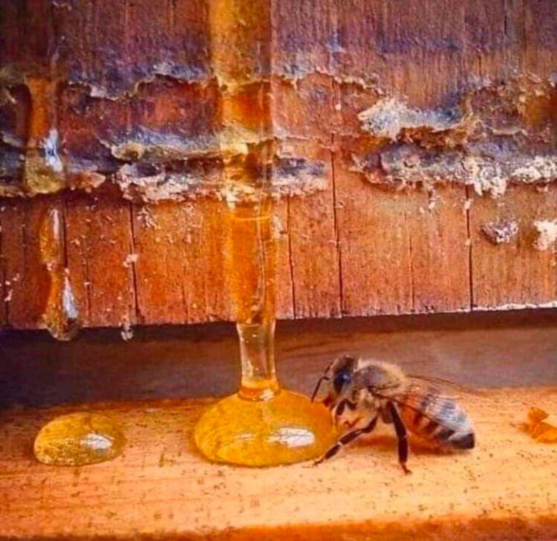 What a Honeybees life produces!