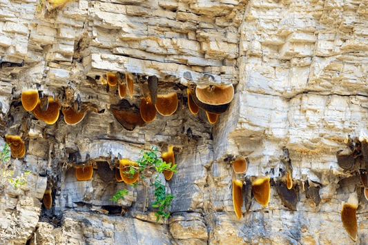 Mad Honey: Nepal’s Legendary Hallucinogenic Honey Explained