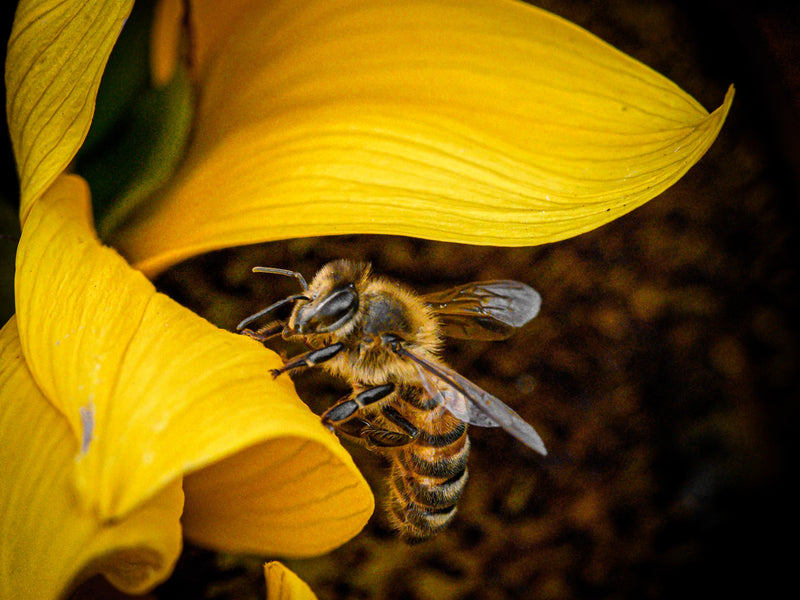 Apitherapy is an Alternative Therapy