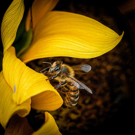 Apitherapy is an Alternative Therapy