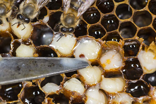Keeping Honeybees is not an easy job!!!