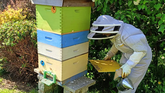 Donate a Bee Hive