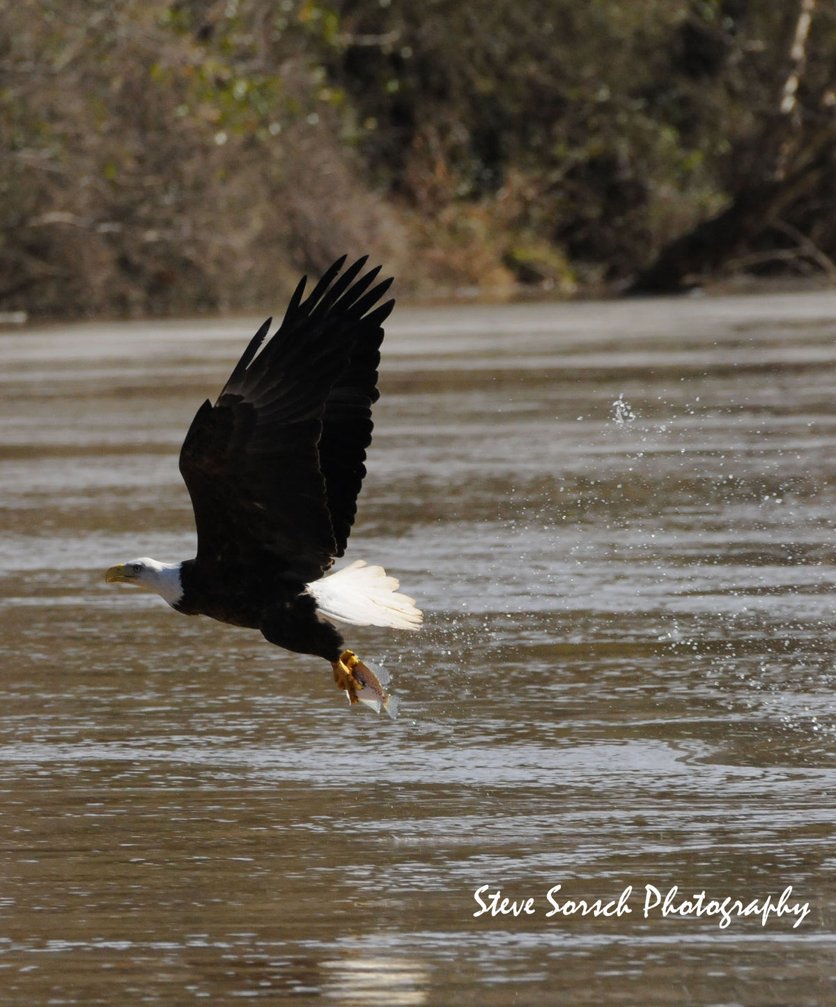 Sorsch Photography - Bald Eagle Catching Fish (Vertical)