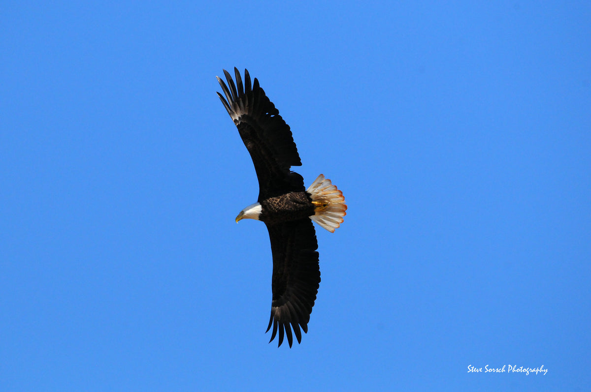 Sorsch Photography - Bald Eagle In Flight (8 X 10)