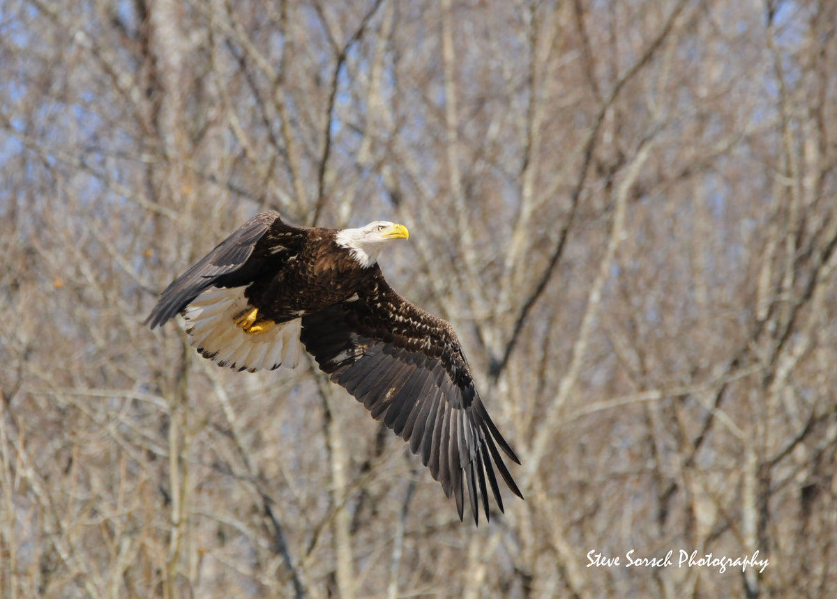 Sorsch Photography - Bald Eagle In Flight Looking for Prey
