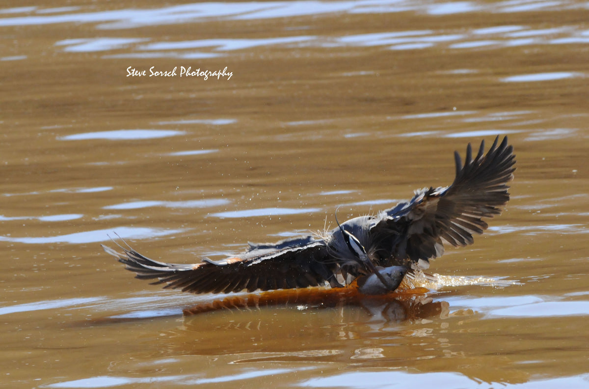 Sorsch Photography - Blue Heron Catching Fish