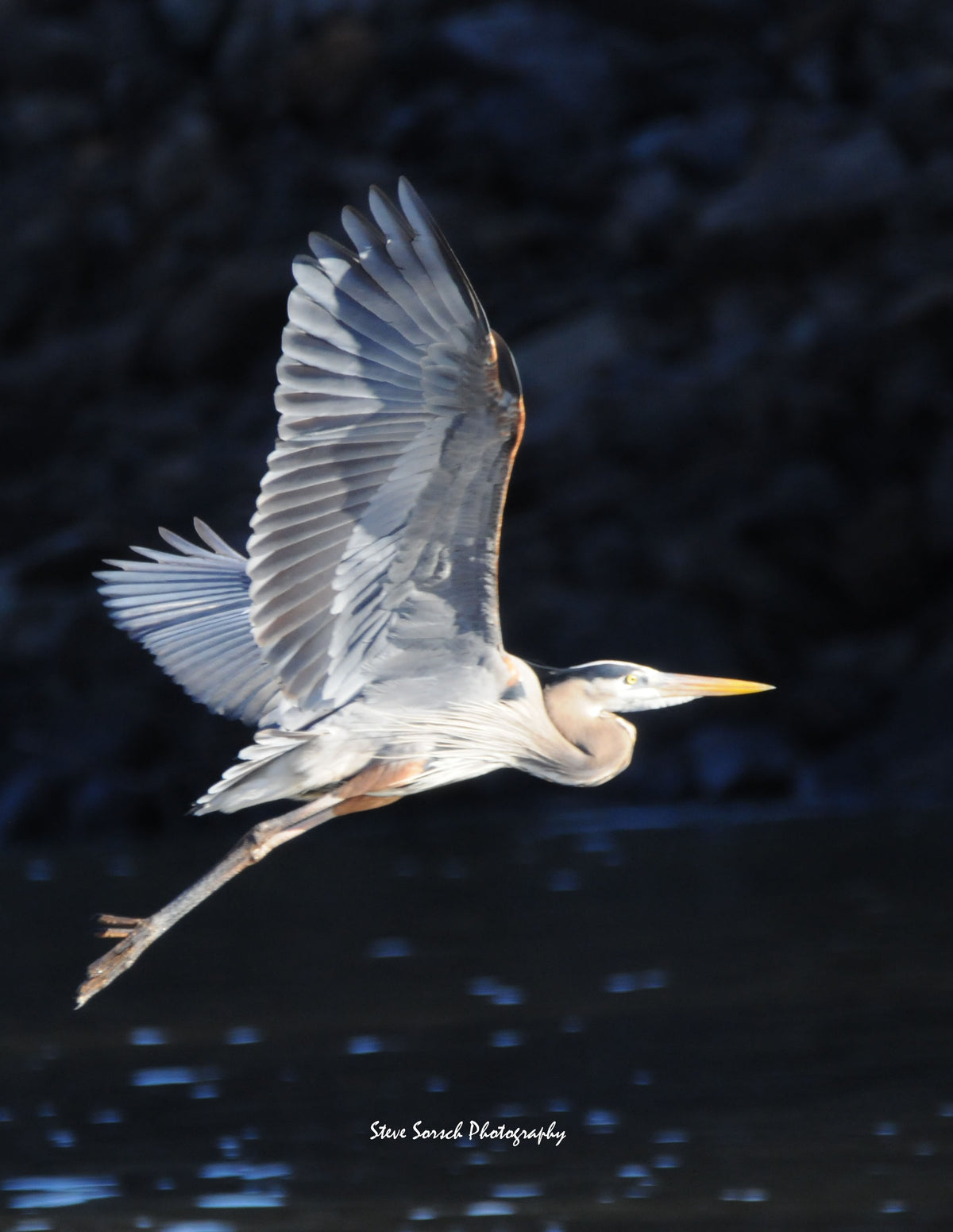 Sorsch Photography - Blue Heron in Flight w/Black Background