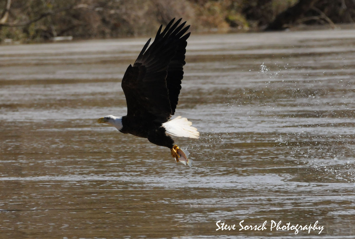Sorsch Photography - Bald Eagle With Fish