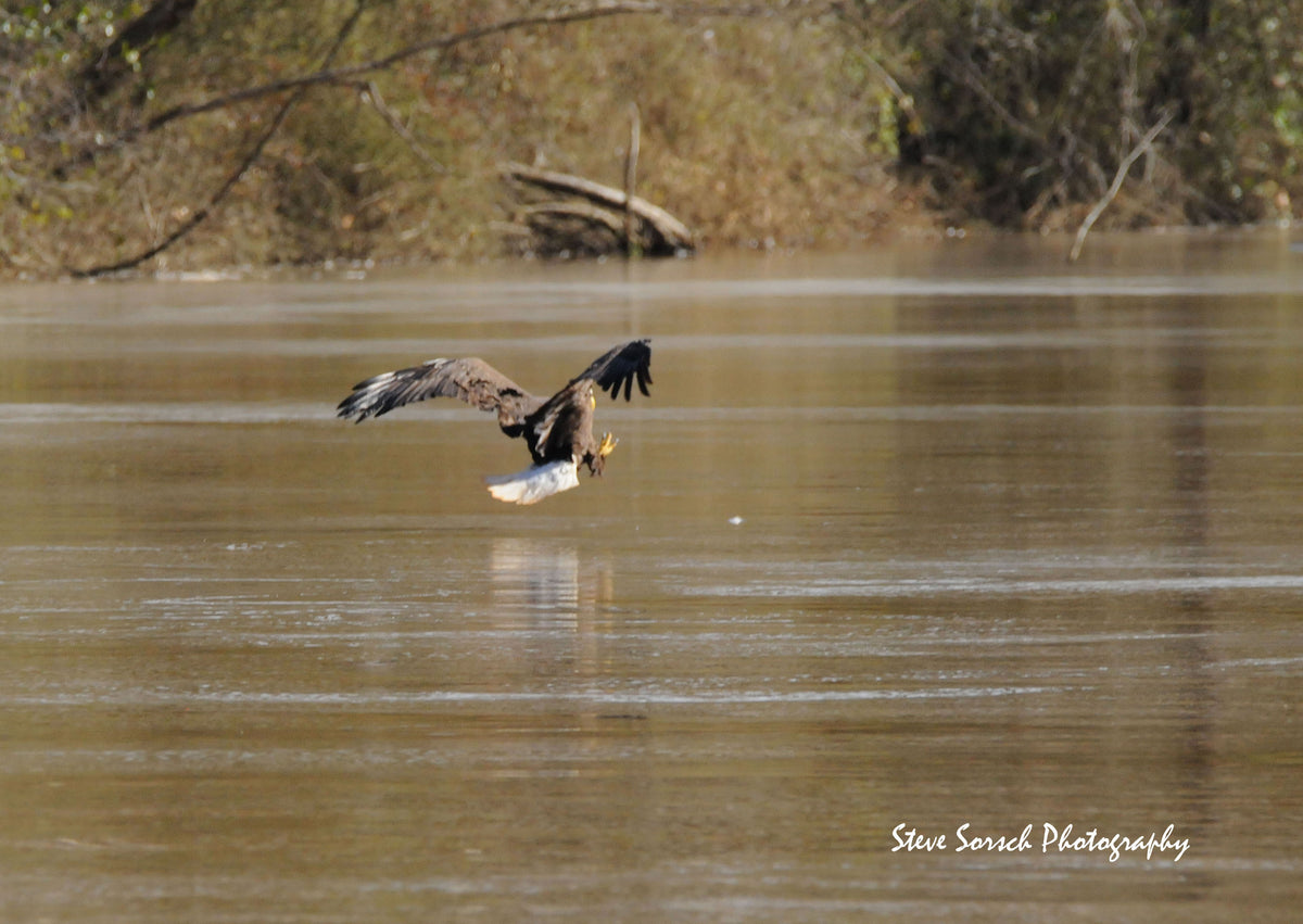 Sorsch Photography - Eagle Going Fishing (Series 1 of 2)