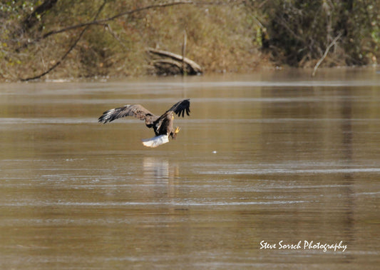 Sorsch Photography - Eagle Going Fishing (Series 1 of 2)