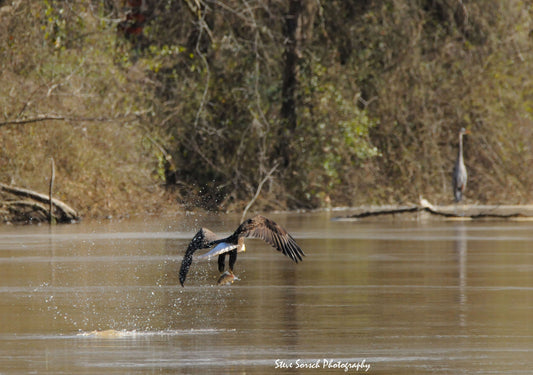 Sorsch Photography - Eagle Going Fishing (Series 2 of 2)