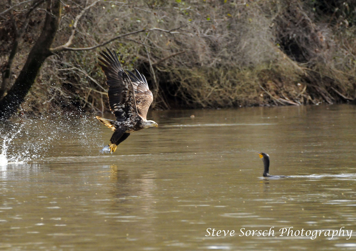 Sorsch Photography - Immature Eagle Takes Fish From Cormorant